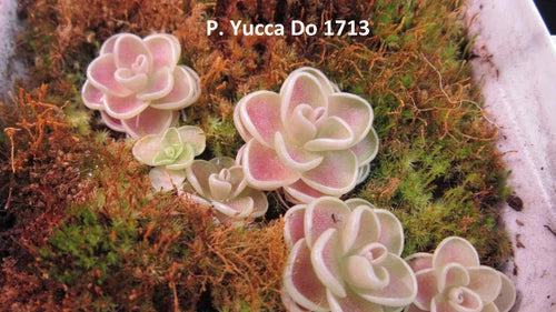 Pinguicula Yucca Do 1713 Live Carnivorous Butterwort Plant - Rare Small Dwarf Plant for Collectors