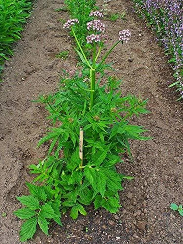 Live Valerian Plant - Organic Valeriana officinalis with Established Roots, Attracts Bees & Butterflies, Full Sun Herb Garden Plant