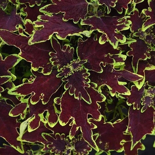 Coleus Live Plant 4" Cutting Limewire Variegated Burgundy - Coleus blumei, Sun & Shade, Rooted for Indoor & Outdoor Gardens
