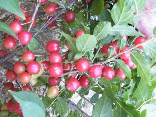 Dormant Nanking Cherry Bush Plant, Prunus tomentosa, Edible Tart Red Fruit, Zones 4-8, Rooted Shrub for Garden