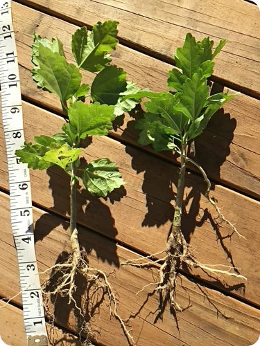2 Live Rose of Sharon Plants - Purple Hibiscus Seedlings with Roots - Hibiscus syriacus Organic Shrubs for Garden