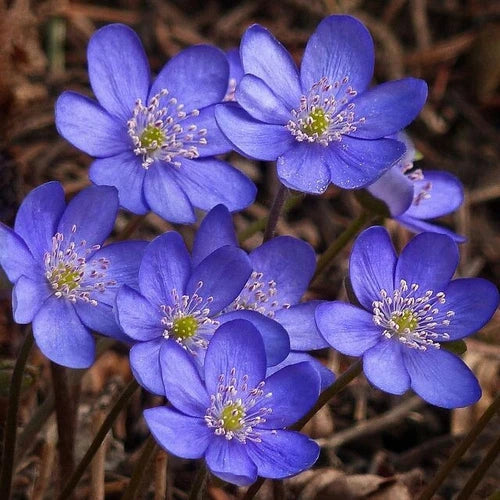 Hepatica Bare-Root Plant | Anemone hepatica | Woodland Perennial for Spring Blooms | Shade Garden Flower Set of 5