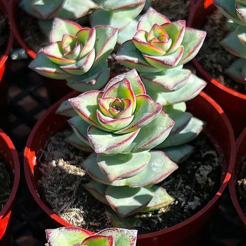 Live Crassula Perforata Succulent Plant in 4" Pot – Pistachio Green with Pink Edges, Easy Care, Indoor or Outdoor
