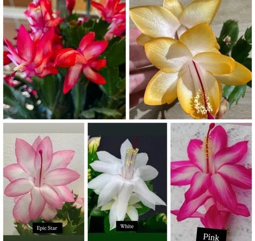 Christmas Cactus Cuttings Set – 5 Color Varieties, Schlumbergera spp., Indoor Propagation, No Roots