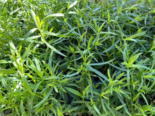 French Tarragon Live Plant - Healthy Starter in 1" Pot - Artemisia dracunculus - Culinary Herb for Flavorful Dishes