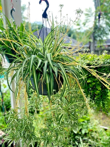 Rooted Spider Plant Set of 6 - White Green Variegated Indoor Outdoor Perennial Chlorophytum comosum