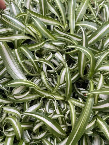 Curly Spider Plants - 4 Rooted Indoor Houseplants - Chlorophytum comosum - Easy Care, Bright Indirect Light