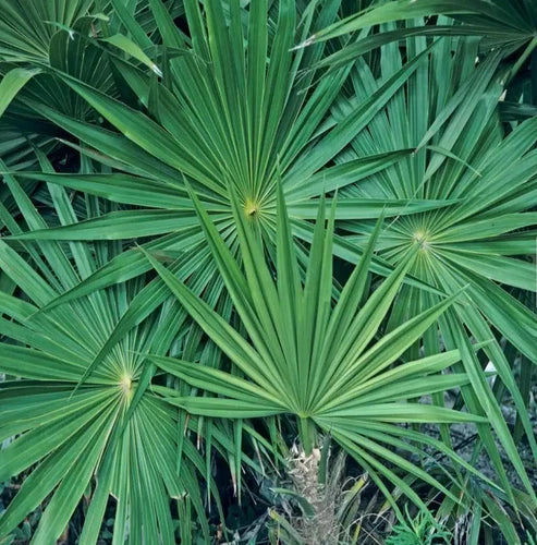 Small Rooted Saw Palmetto Plant in Pot | Serenoa repens for Medicinal & Garden Use
