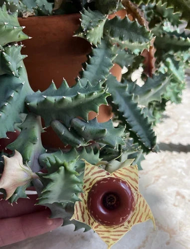 Lifesaver Plant Succulent 3" Fully Rooted Huernia zebrina with Unique Flowers, Drought-Resistant Houseplant for Collectors