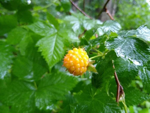 Salmonberry Root Cuttings - Organic Rhizomes for Fast Growth - Rubus spectabilis - Live Plants for USDA Zones 4-9
