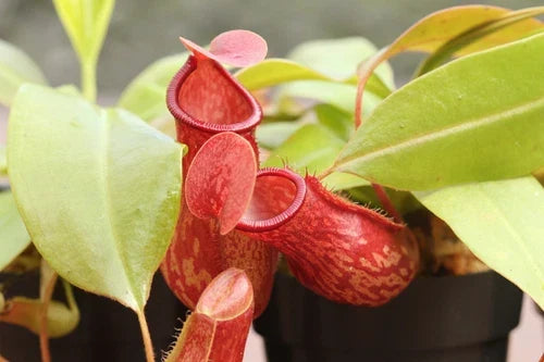 Nepenthes 'St Gaya' Pitcher Plant - Live Carnivorous Tropical Plant, Bare Root, Red Speckled Pitchers, Beginner Friendly