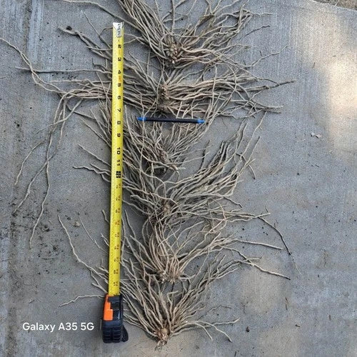 Extra Large Asparagus Roots 10 Pack | Mary Washington Variety | Asparagus officinalis | Perennial Vegetable Plant