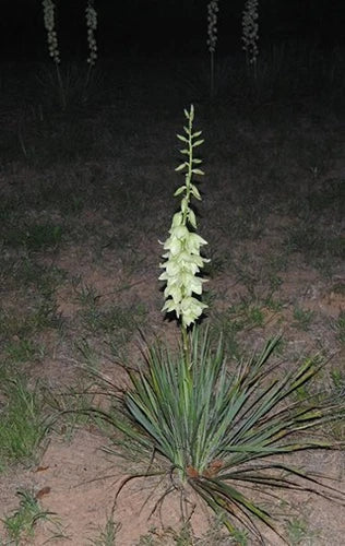 Bare Root Adam's Needle Yucca Plant - Drought-Tolerant Perennial - Yucca filamentosa - Full Sun, Hardy to Zone 4
