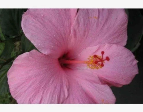 Seminole Pink Hibiscus Live Plant | 5-Inch Starter | Tropical Hibiscus rosa-sinensis | Exotic Pink Blooms for Indoor & Outdoor