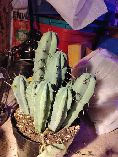 Adult Live Cactus - Myrtillocactus Geometrizans Single Plant - Unique Geometric Shape for Indoor & Outdoor Gardens