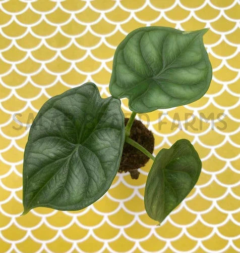 Alocasia 'Dragon Scale' Starter Plant - Rooted Houseplant with Unique Leaf Texture, Alocasia amazonica, Indoor Exotic Plant