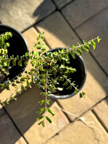 Live Curry Leaf Plant Bare Root 4-6 Inches Murraya koenigii Aromatic Culinary Herb Indoor Gardening