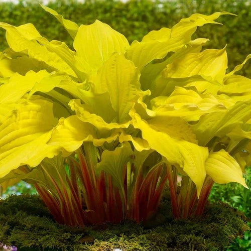 Hosta Lipstick Blonde Bare Roots – Yellow Foliage & Lavender Flowers – Shade Garden Plant – Zones 3-9