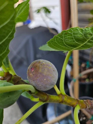 Smith Fig Cuttings 2 Pack - Green/Blue Ficus carica Propagation with Willow Water for Rooting