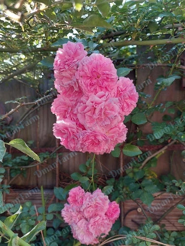 Heirloom 7 Sisters Pink Rambler Rose Bush Live Plant – Climbing Rosa Multiflora, Organic Bare Root, Fast Growing, Fragrant Garden Climber
