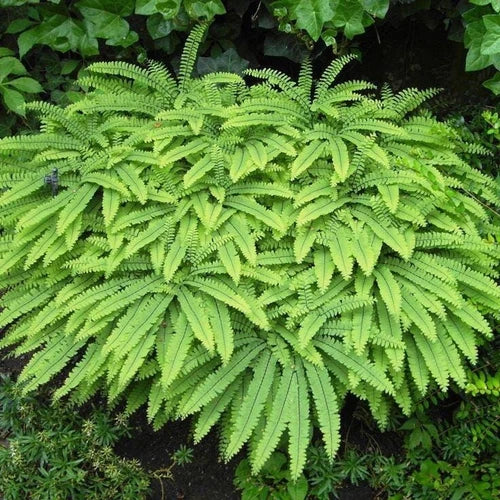 Northern Maidenhair Fern Bare-Root Plants, Adiantum pedatum, Delicate Fronds, Shady Garden, Indoor or Outdoor Ferns