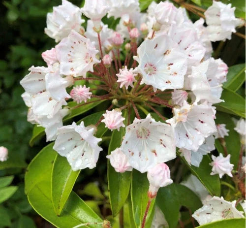White Mountain Laurel Bare Root Plant – Kalmia latifolia – Hardy Shrub with White Flowers, 1 Foot Tall