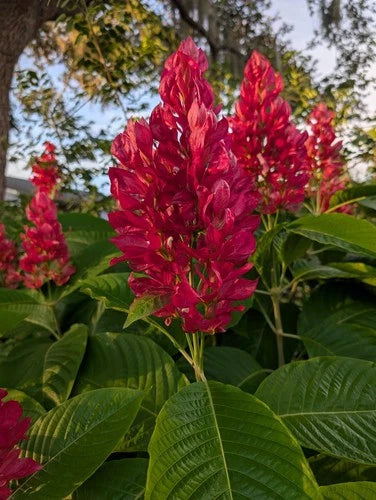 Brazilian Red Cloak Cuttings 6 Pack, Tropical Megaskepasma erythrochlamys, Easy to Root Garden or Patio Plant