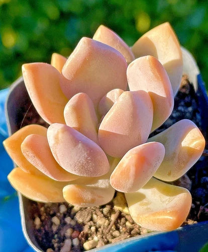 Rare Graptophytum Supreme Succulent Baby Plant 1.5-Inch Orange-Pink Stress Color Graptophytum paraguayense