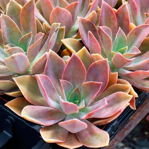 Rare Graptoveria Dusty Succulent Plant – 3-Inch Hybrid Rosette, Echeveria Gibbiflora × Graptopetalum paraguayense
