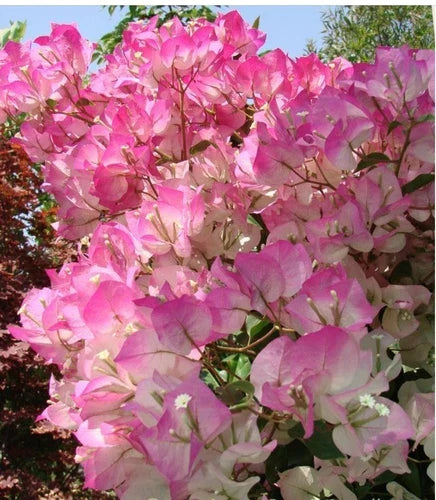 Cherry Blossom Bougainvillea Starter Plant - Small Rooted Tropical Vining Plant for Garden or Home (Bougainvillea spp.)
