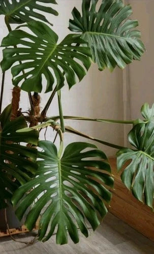 Monstera Deliciosa Rooted Cutting 10" Live Plant Swiss Cheese Plant Tropical Indoor Houseplant