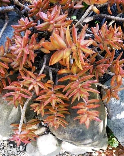 Coppertone Sedum Succulent - 5-7 Inches Rooted Plant - Sedum adolphi - Bare Root Copper Stonecrop for Indoor & Outdoor Gardens