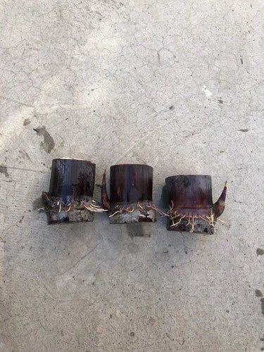Rooted Sugar Cane Cuttings - Dark Purple Variety - Sweet & Juicy Saccharum officinarum - 3 Pcs for Garden & Landscaping