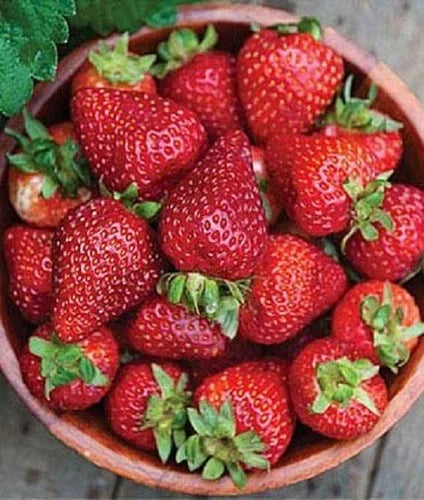 Seascape Strawberry Plants Lot of 25 - Day Neutral, Heat-Tolerant, Disease-Resistant Fragaria x ananassa