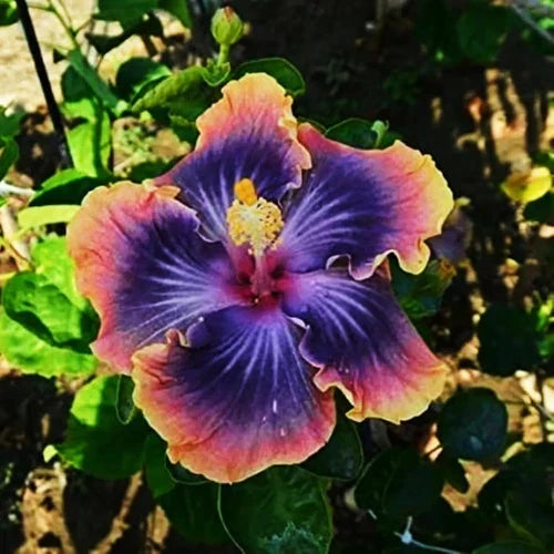 Madagascar Hibiscus Live Plant Starter 3-5 Inches Hibiscus moscheutos Mallow Malvaceae Garden, Landscape, Flowering