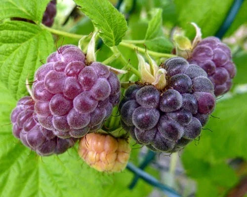 Dormant Organic Glencoe Purple Raspberry Starter Plant – Thornless Rubus idaeus, Berries, Zones 4-9