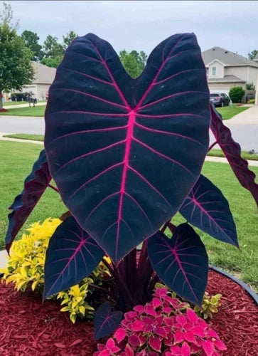 Butterfly Beauty Colocasia esculenta Starter Plant – Elephant Ear Tropical Houseplant in Pot