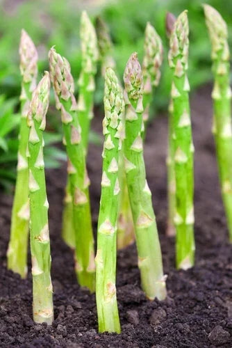 Millennium Live Asparagus Bare Root Crowns 2-Year Plants CZ Grain Asparagus officinalis for Vegetable Garden