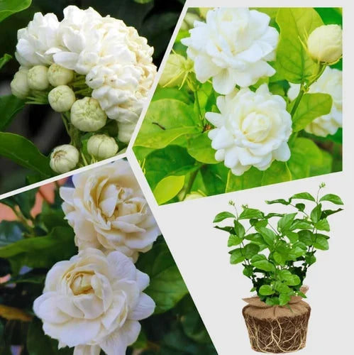 Jasmine Starter Plant 4-6 Inches Duke of Tuscany Jasminum sambac Fragrant Flower Plant for Garden or Houseplant