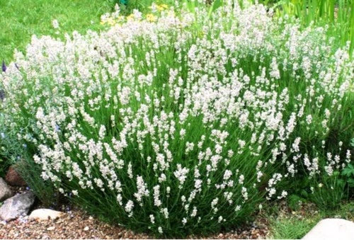 Lavender Plant Plug - Ellagance Snow White - Perennial Live Rooted Plant for Garden & Indoor - Lavandula angustifolia