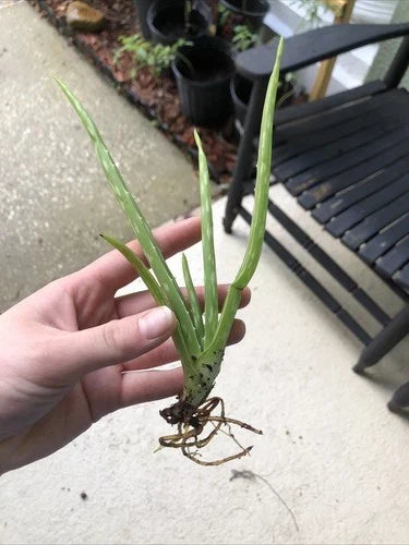 Aloe Vera Plant Bare Root 7-8 Inches Edible Medicinal Herb Aloe Barbadensis Miller for Home Gardening