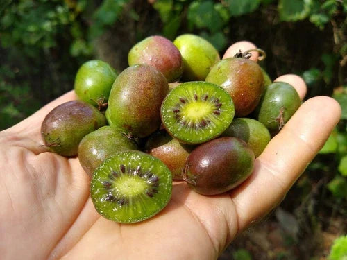 Dormant Kiwi Plant Starter – Self-Pollinating Actinidia deliciosa, Fruitful, Chemical-Free, Zones 4-8