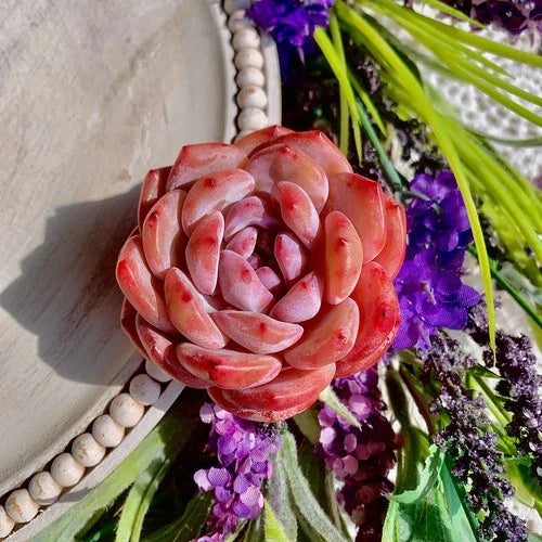 Echeveria Orange Monroe Succulent Plant - Bare Root Live Plant - Colorful Peach Pink Rosette - Easy Care Indoor Outdoor