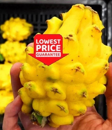 Yellow Dragon Fruit Live Plant - 2 Rooted Cuttings Hylocereus megalanthus, Tropical, Greenhouse Grown, Climbing Vine