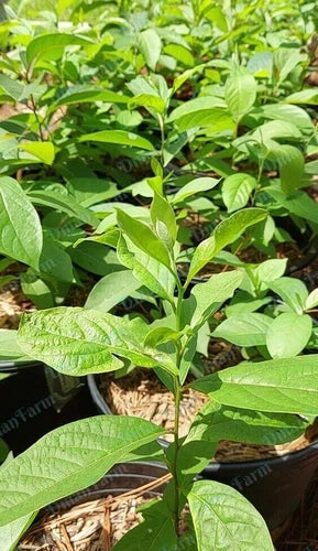 American Native Persimmon Tree Seedlings - Diospyros Virginiana - 3 Bareroot Plants - Fast Growing, Organic, Hardy Zone 5-10