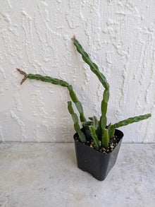 Rhipsalis Paradoxa Cactus Plant Cuttings in 2" Pot | Healthy Rooted Chain Cactus | Unique Indoor Plant