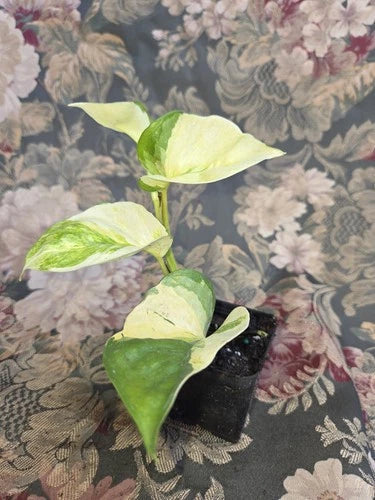 Manjula Pothos Live Plant in 2-Inch Pot, Variegated Heart-Shaped Leaves, Epipremnum Aureum 'Manjula'
