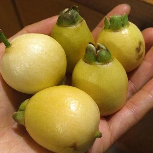 Rose Apple Live Plant Seedling - Syzygium jambos - Tropical Fruit Tree for Home Gardening