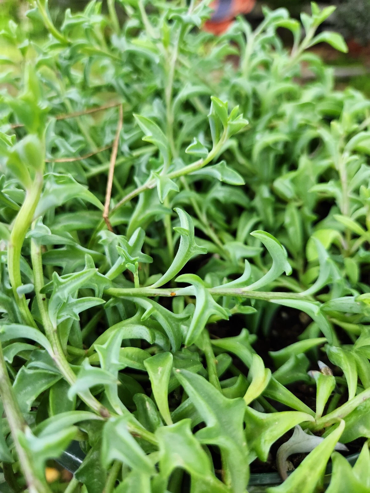 Fresh String of Dolphins Cuttings | Senecio peregrinus Propagation Cup | Live Succulent Trailing Plant for Indoor Gardens