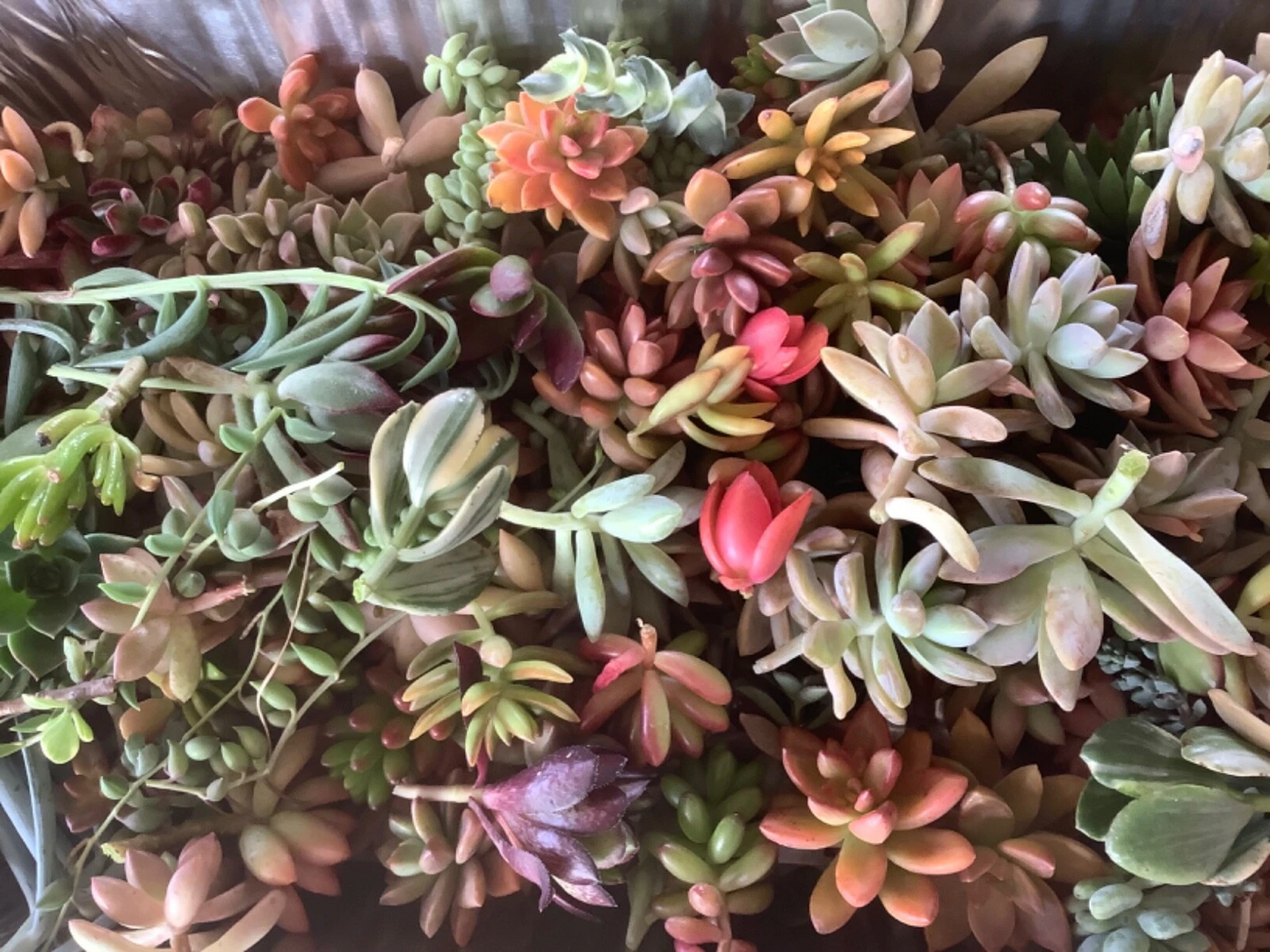 Colorful Succulent Cuttings - 10 Unrooted Varieties for DIY Arrangements, Terrariums, Indoor & Outdoor Gardening